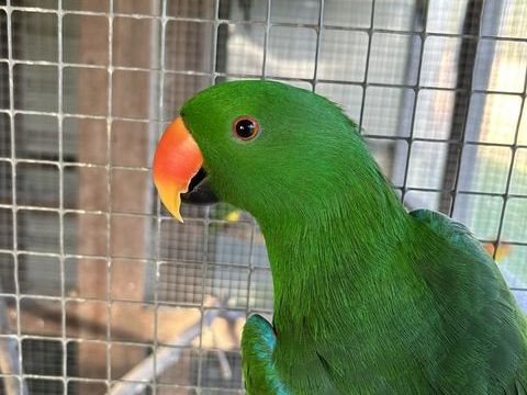 Eclectus 500 35500 La chapelle-erbrée