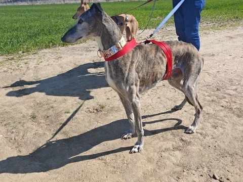 APACHE 💙compagnon id&eacute;al pour une vie pleine de douceur 195 24140 Douville