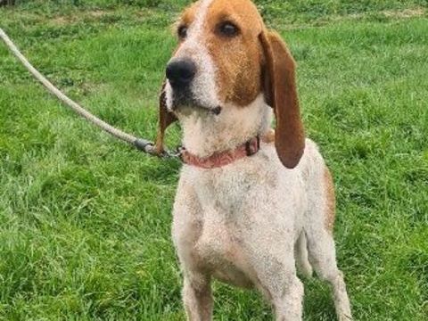 Chien MARLEY &agrave; l adoption 250 26700 Pierrelatte