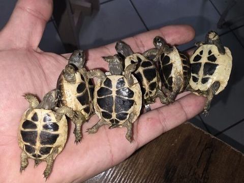 Tortue  50 69190 Saint-fons