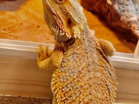 Adoption pogona 1 35160 Montfort-sur-meu