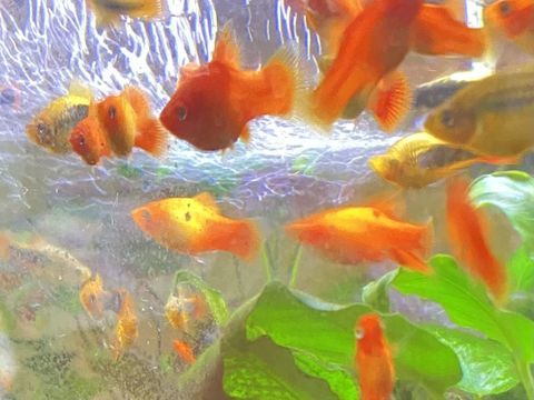 Platys 1 93600 Aulnay-sous-bois