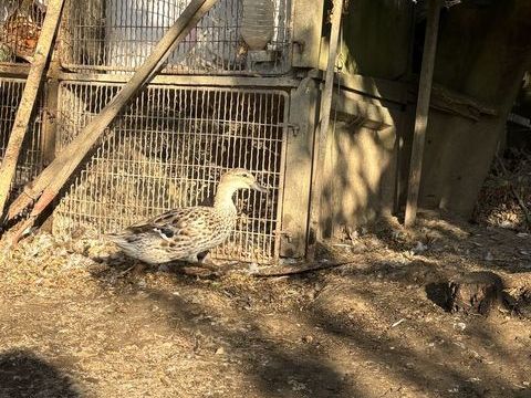 Canard colvert , barbarie et ponpon 10 31330 Merville