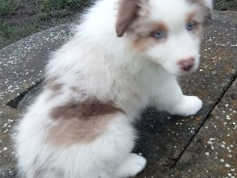 BERGER AUSTRALIEN CHIOT LOF 1400 85600 Montaigu