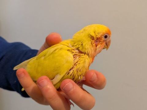 Inséparable EAM 80 85220 Saint-rvrend