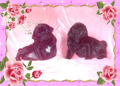 Beaux chiots carlins noir m&acirc;les 1200 69290 Grézieu-la-varenne