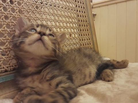 6 adorables chatons crois&eacute;s Europ&eacute;en/ Angora 0 13800 Istres
