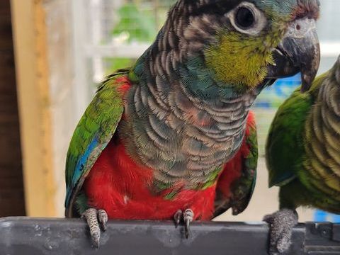 Conure Perlata 90 17170 Couron