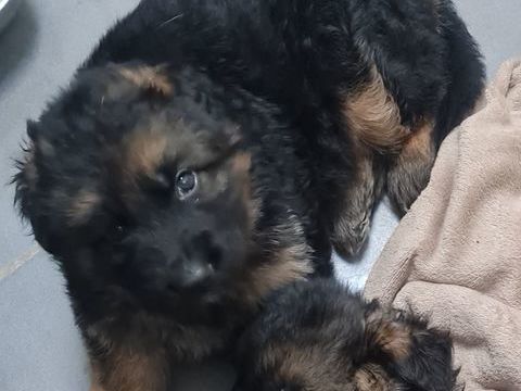 chiot berger allemand poils long 1200 59212 Wignehies