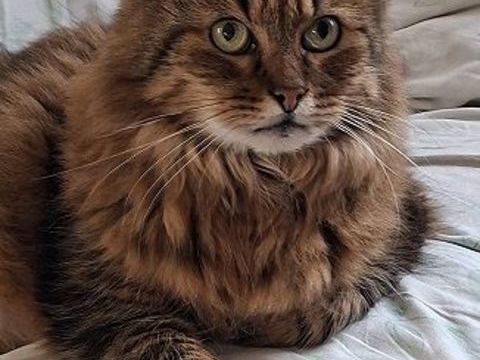 MIMICOCO SENIOR TIGRE POILS LONGS 10 ANS 145 92260 Fontenay-aux-roses