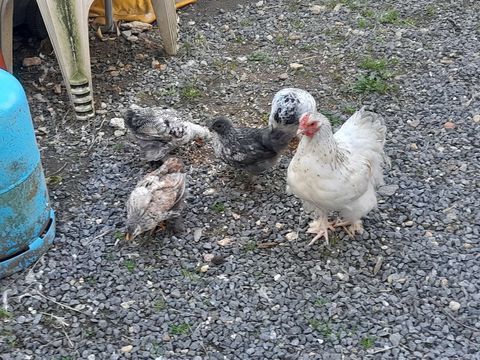 poussins bantam de pékin 10 44580 Bourgneuf-en-retz