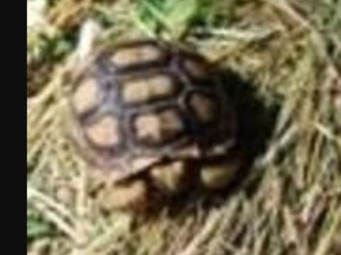 Tortue sulcata 10 mois 130 34450 Vias