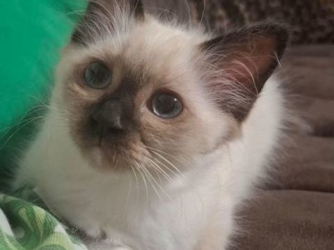 Chatons Sacr&eacute;s de Birmanie L.O.O.F. - 1 femelle et 2 m&acirc;les 1000 95100 Argenteuil