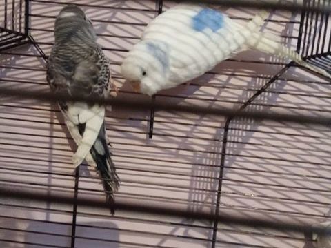 J'ai deux perruche 50� 50 75019 Paris