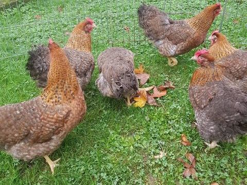 Oeuf f&eacute;cond&eacute;, poule et coq biefelder biedelfelder. 39 77540 Courpalay