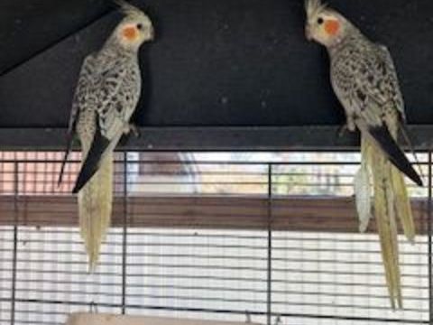 CALOPSYTTES 30 33490 Saint-maixant