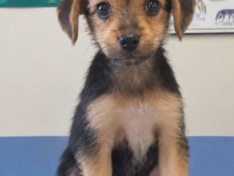 Chiot x yorkshire 450 27210 Fort-moville