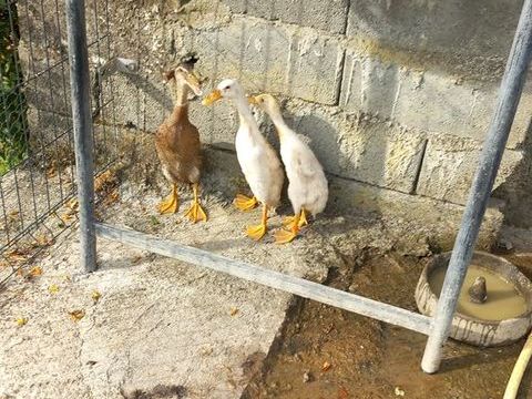Canards coureur indien 30 29800 La roche-maurice