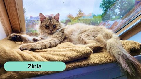 Zinia, adorable chatte &agrave; adopter 230 29540 Spézet