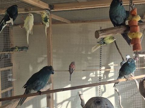 KAKARIKIS, DIAMANT A GOUTELETTE et CALOPSITTES 30 22940 Plaintel