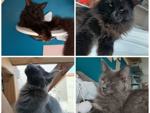 Chatons Maine Coon LOOF 1500 51000 Ch�lons-en-champagne