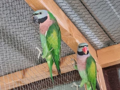 couple perruche moustache 200 82500 Beaumont-de-lomagne