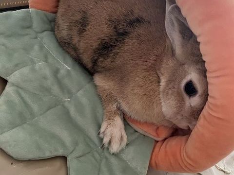 Lapin Nain - 2 ans - Femelle 0 51100 Reims