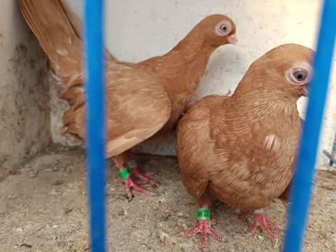 Pigeons persan 80 28380 Saint-rmy-sur-avre