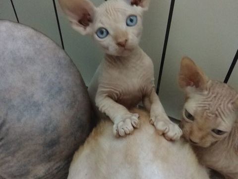 Magnifique mal sphynx loof 1500 83000 Toulon