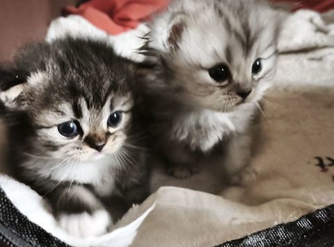 Chatons m&acirc;les 0 78410 Aubergenville