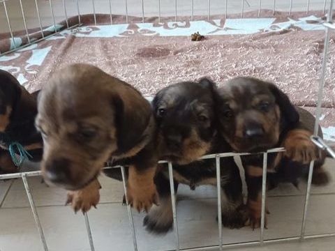 Chiots males  teckels poils durs 1400 31360 Auzas