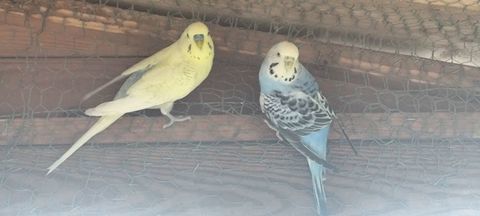 Couple perruche ondul&eacute;e reproducteur 30 95190 Goussainville