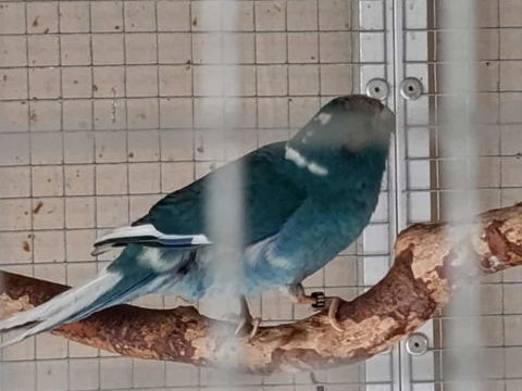 C&egrave;de ou &eacute;change Perruche Kakariki 25 49260 Courchamps