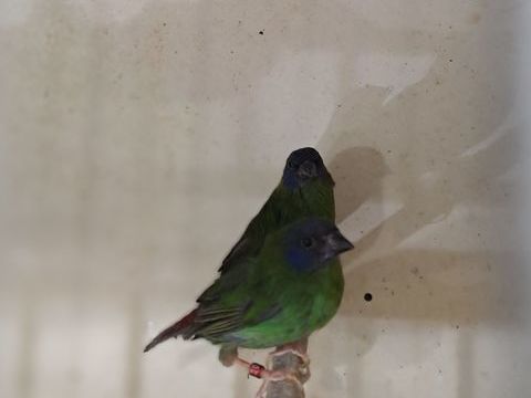 m&acirc;le killizt 40 77500 Chelles