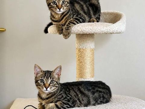 GRIBOUILLE et PEPITO JR 1 30200 Bagnols-sur-cèze