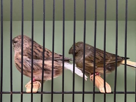 Canari gloster 60 27940 Aubevoye