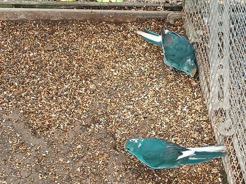 Perruche kakariki B24 et B25 45 53200 Ch�teau-gontier