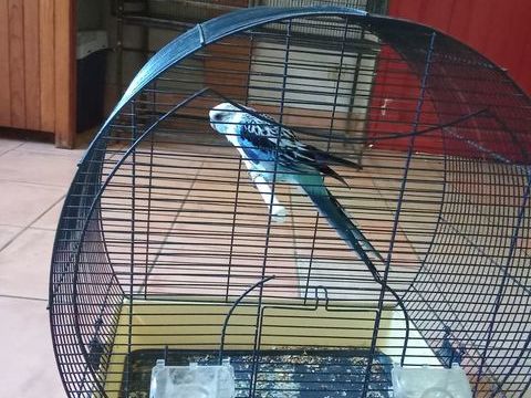 Un perruche omnicolore bleu . 70 38150 Roussillon
