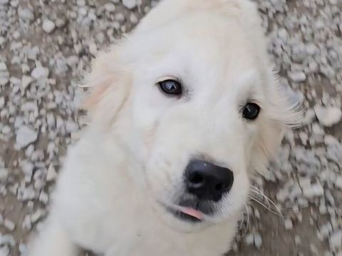 Chiots golden retriever 0 49100 Angers