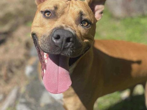 Omy, m&acirc;le crois&eacute; berger, n&eacute; le 31/01/2024🐶 380 14000 Caen