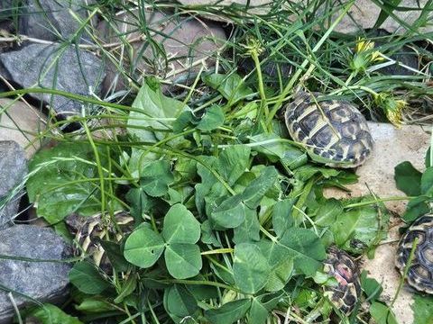 Tortue juv&eacute;nile 50 84140 Montfavet