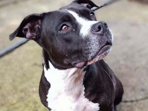 LUNA, staff LOF 8 ans 200 81200 Mazamet