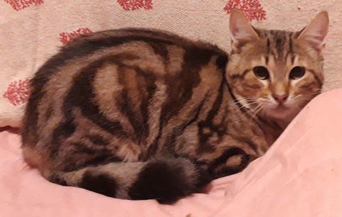 Taz, chaton cherche foyer aimant 200 84190 Vacqueyras