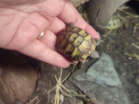 Tortue Hermanni boettgeri 50 92700 Colombes