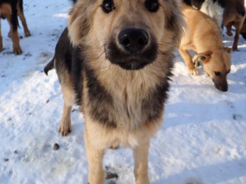Goldy &agrave; l'adoption 320 59000 Lille