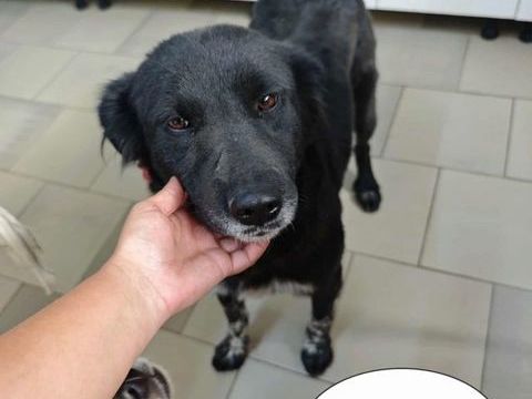 Kilia à l'adoption 300 88000 Chantraine