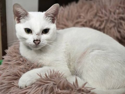 COCAÏNE 210 60000 Beauvais