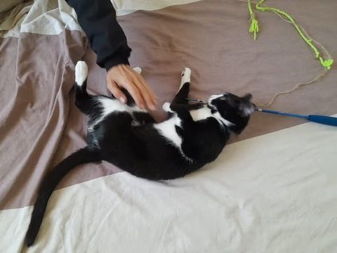 Chat CHOUQUETTE &agrave; l adoption 200 26120 Chabeuil