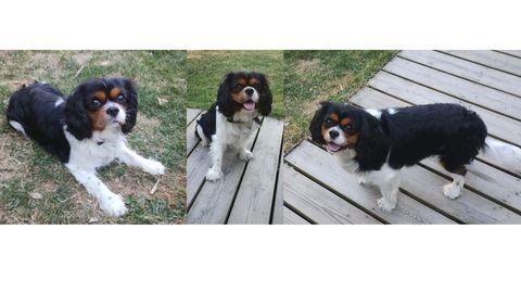 Saillie Cavalier king charles 0 56270 Ploemeur