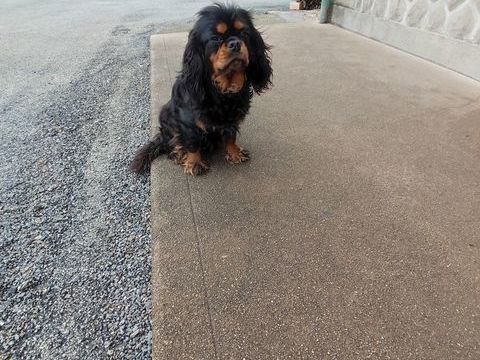 Femelles Cavalier King Charles . 600 87320 Darnac